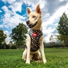 Picture of Disney Reversible Marvel Dog Harness